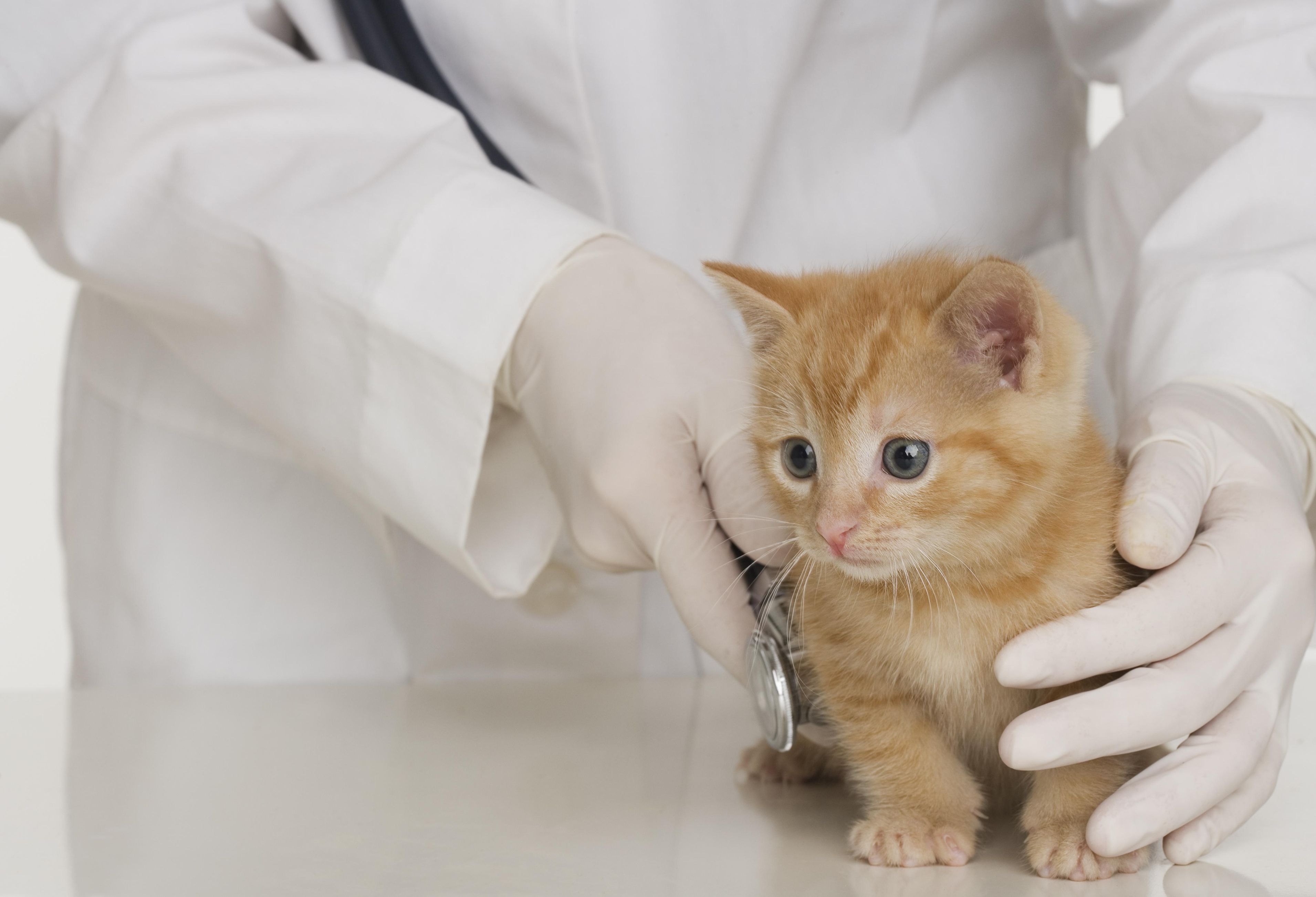 Vétérinaire avec un animal